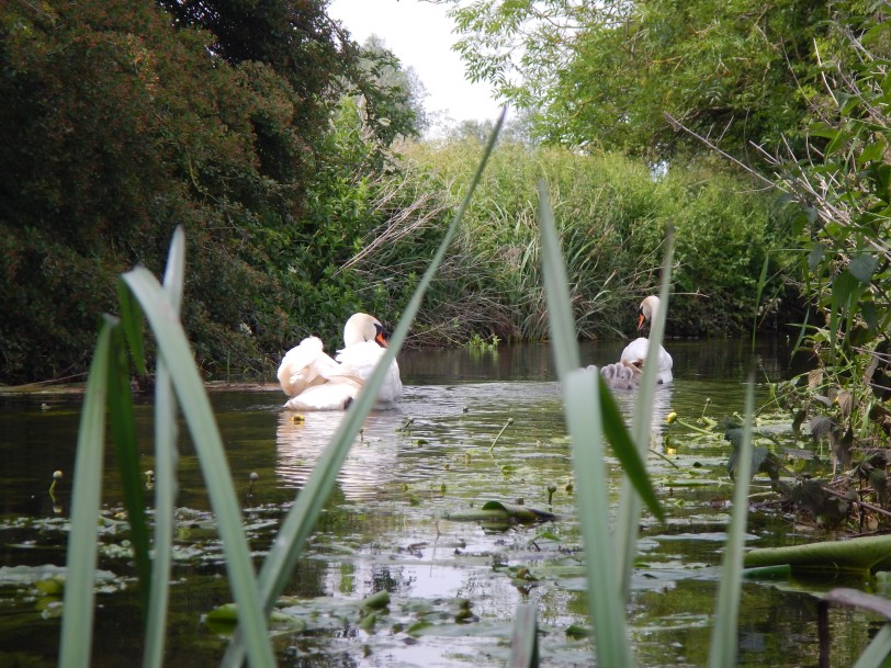 Swans, River Waveney